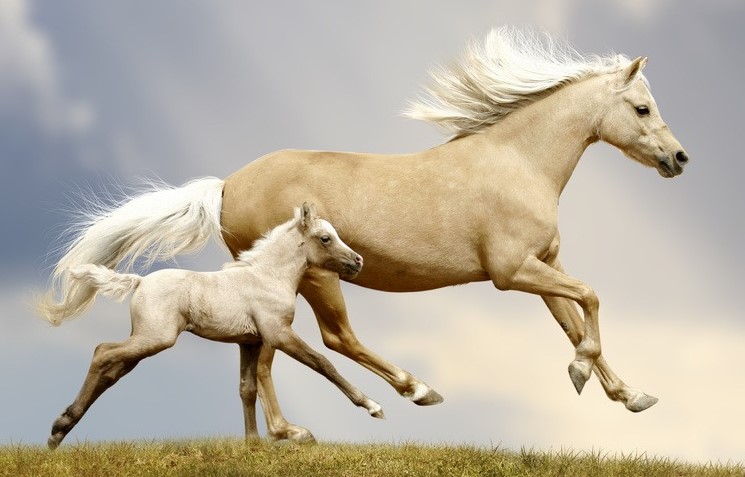 Hyaluronic Acid in Equine Applications