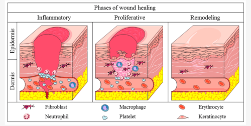 Fig 1. How Hyaluronic Acid Repairs Wounds