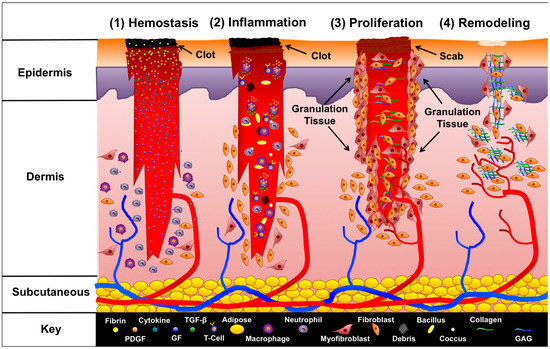 What role does hyaluronic acid play in wound healing