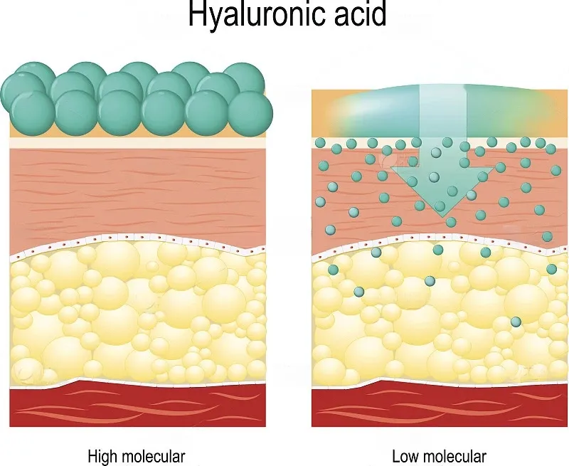 Moisturizing Ability: High vs low molecular weight hyaluronic acid